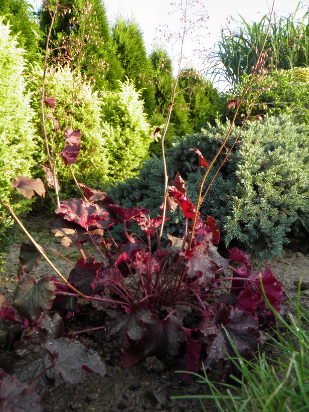 jak nie zrobić zdjęcia takiej pięknej żurawce