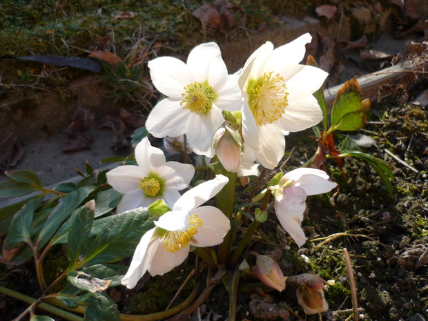 Jeden z moich ciemierników