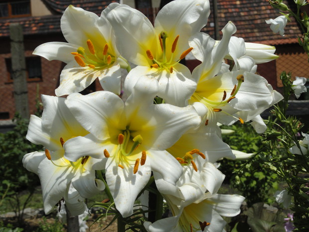 Jej kwiaty pachną na odległość około 10m