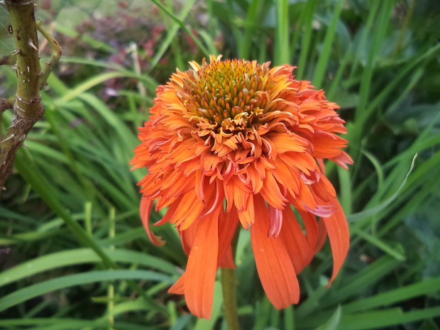 Jeżówka o pomarańczowym kwiecie świetnie sie wpasowała na tle niebieskich ostróżek
