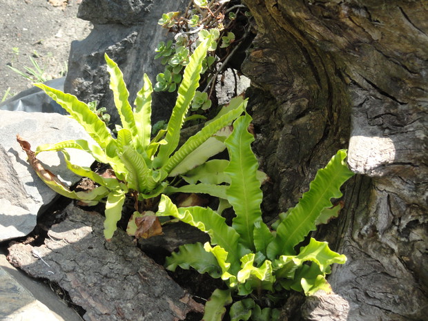 języcznik ładnie prezentuje się posadzony w konarach