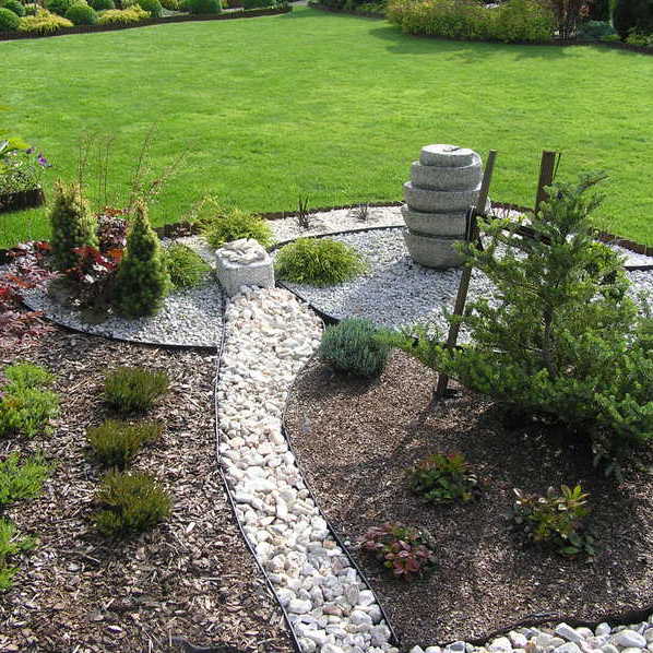 Jodła koreańska" Silberlocke" po przeniesieniu w nowe miejsce .