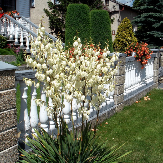 Juka przed wejściem na posesję.