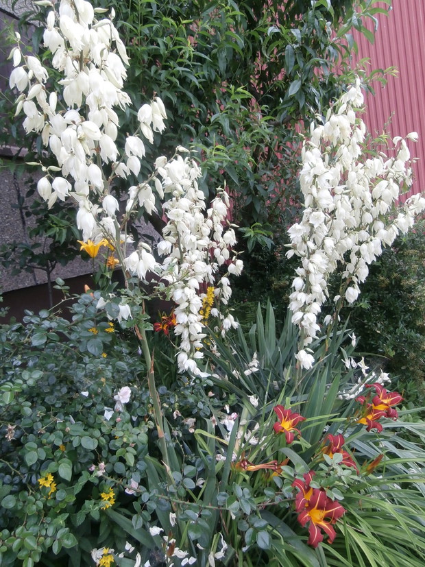 Juki ogrodowe i Liliowce