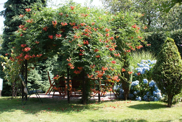 Kącik do odpoczynku. Przepiękny milin amerykański skutecznie chroni to miejsce przed nadmiernym słońcem - to taki naturalny parasol:-) 