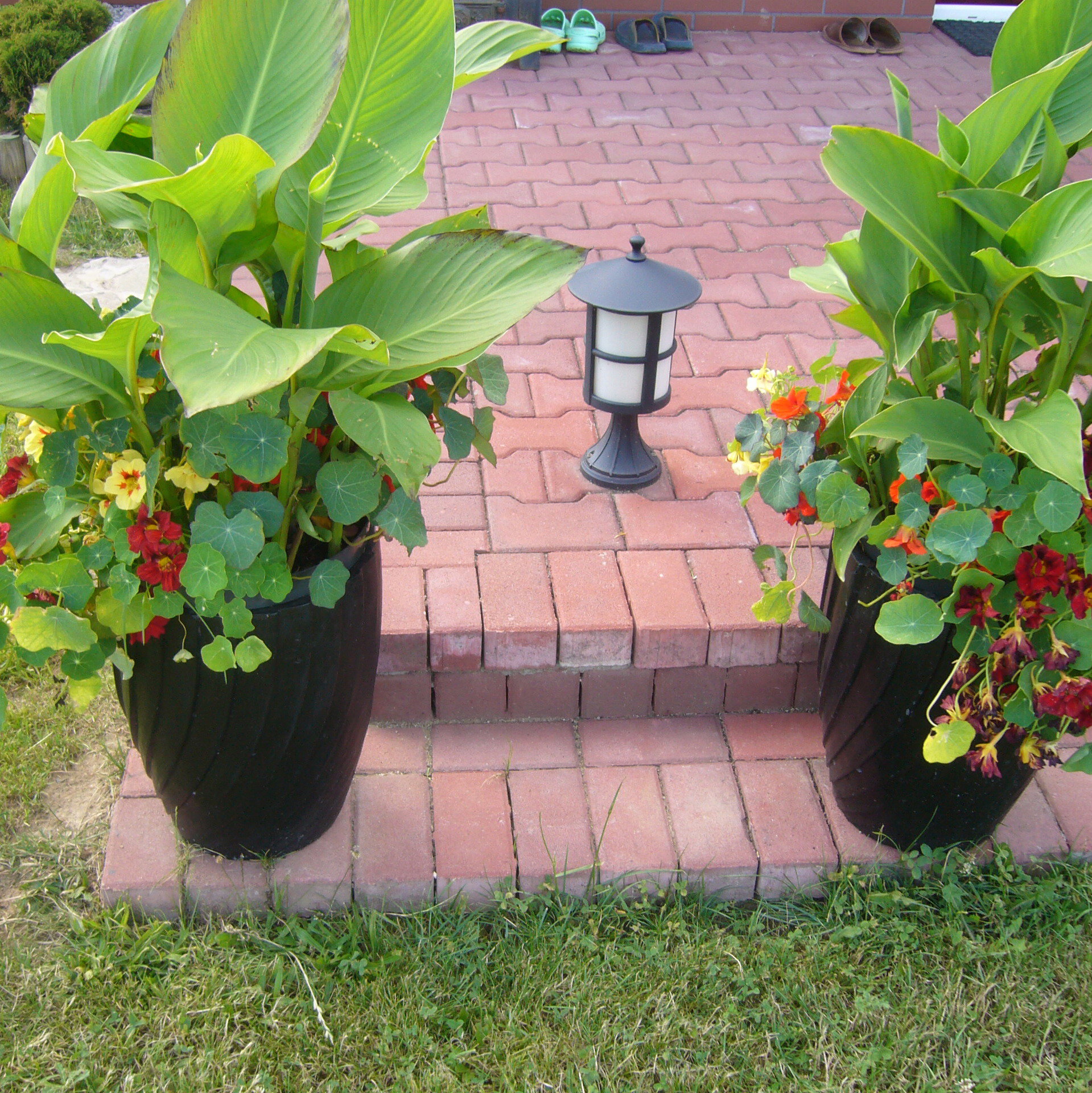  Kany, których karpy dostałam od siostry wyrosły znakomicie, są piękne i dorodne, ale wymagają  obfitego podlewania. Czekam tylko aż pojawią się kwiaty.