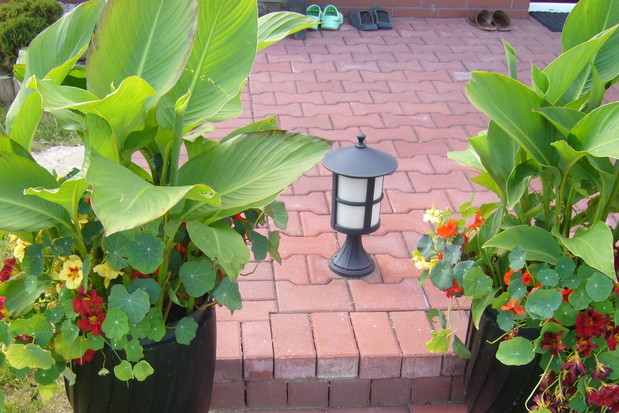 Kany, których karpy dostałam od siostry wyrosły znakomicie, są piękne i dorodne, ale wymagają obfitego podlewania. Czekam tylko aż pojawią się kwiaty.