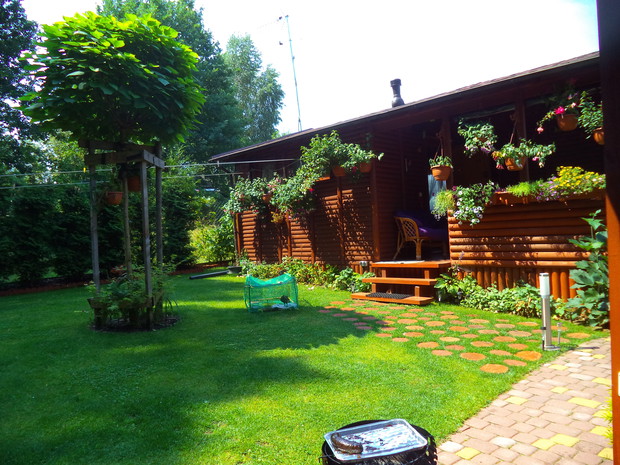 Katalpa czyli Surmia szczepiona została posadzona w tylnej części działki i jak widać potrzebnajest jej jeszcze podpora ze względu na często wiatry.