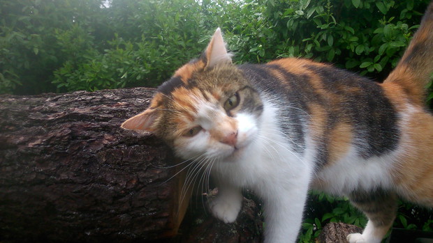 kicia Figa i jej prezentacja 