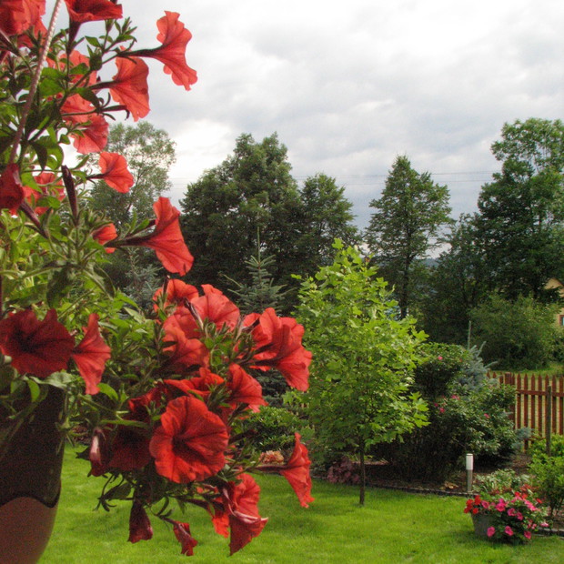 Kiedy już zabraknie miejsca dla kwiatów można je przecież zawiesić