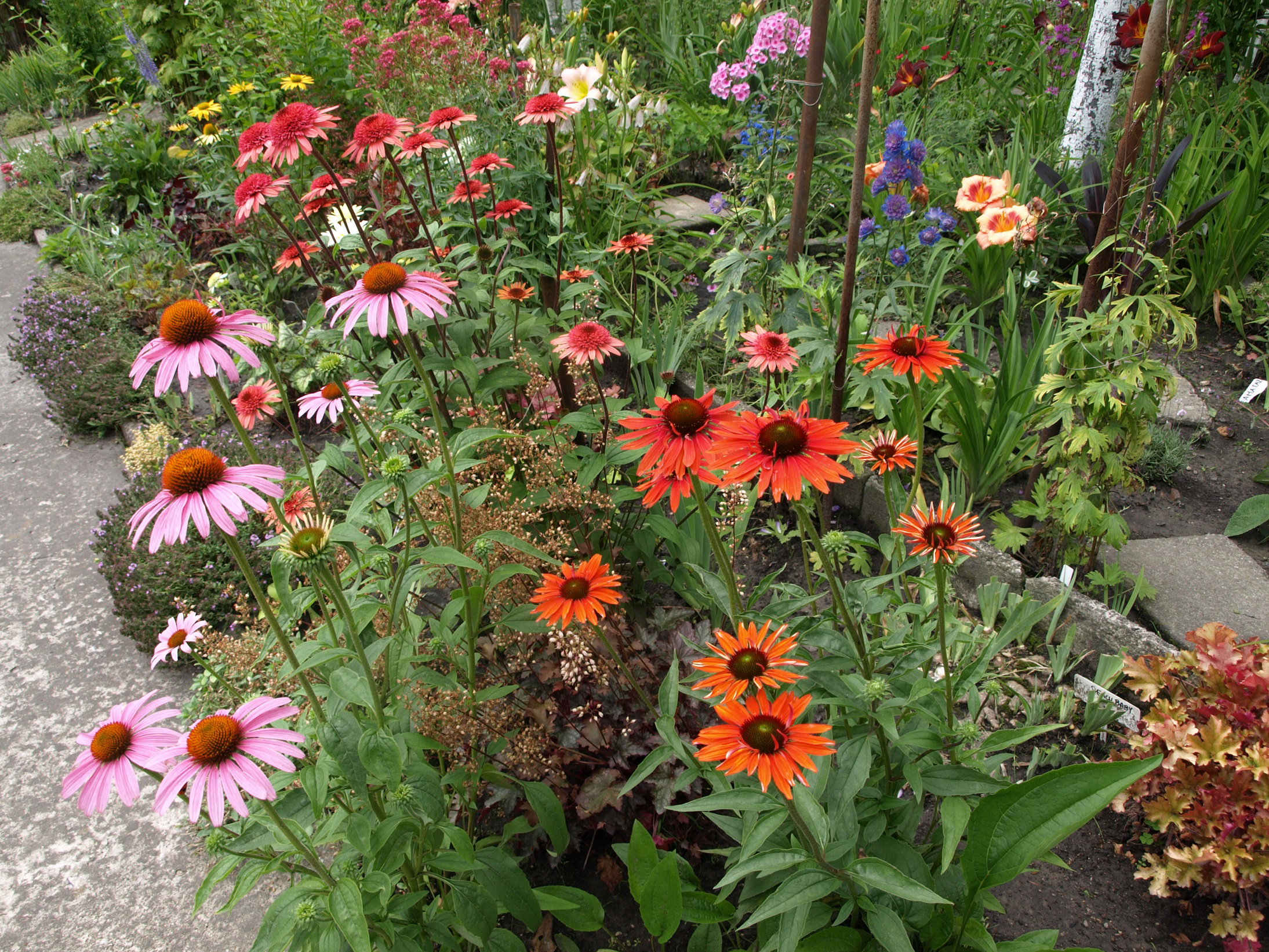 Kolorowe jeżówki wyglądają cudnie na rabatach
