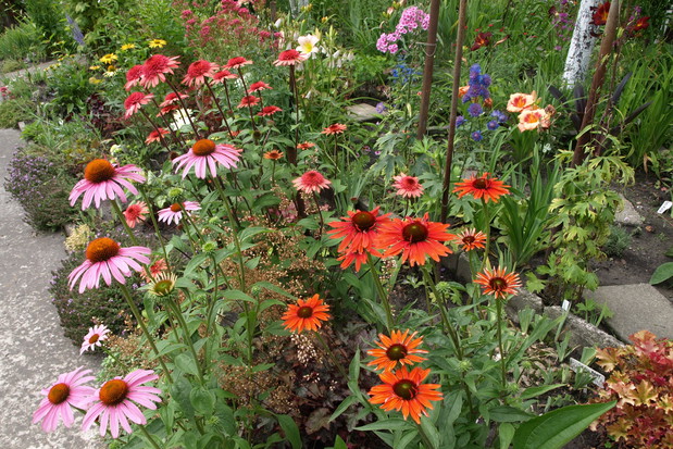 Kolorowe jeżówki wyglądają cudnie na rabatach