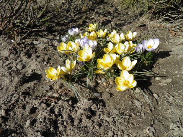 krokusy