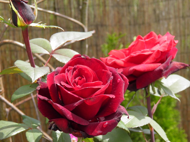 kropelki rosy i aksamitne płatki, cudny widok