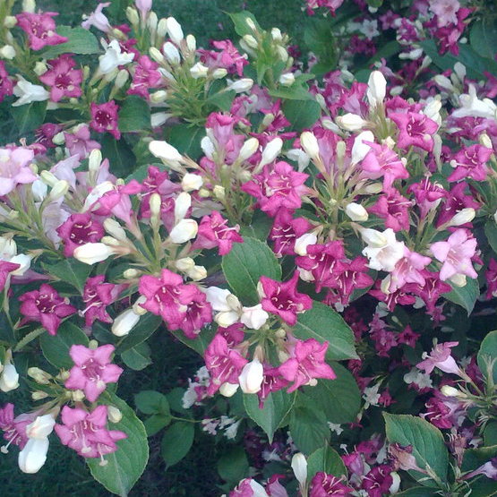 Krzewuszka cudowna kwitnie corocznie przepięknie .