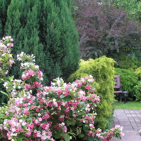 Krzewuszka cudowna na tle jałowców i berberysu.