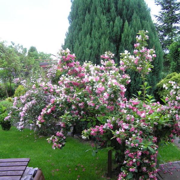 Krzewuszka cudowna w towarzystwie ponad dziesięcioletniego jałowca.