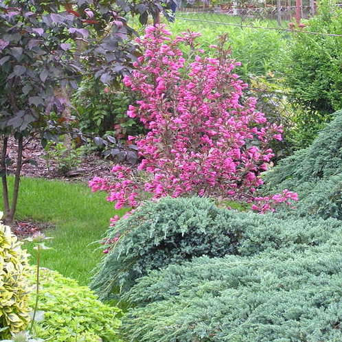 Krzewuszka "Victoria" na tle srebrnego jałowca.