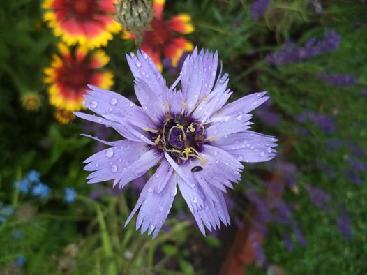Kupidynek Błekitny niby taki zwyczajny,a taki piękny