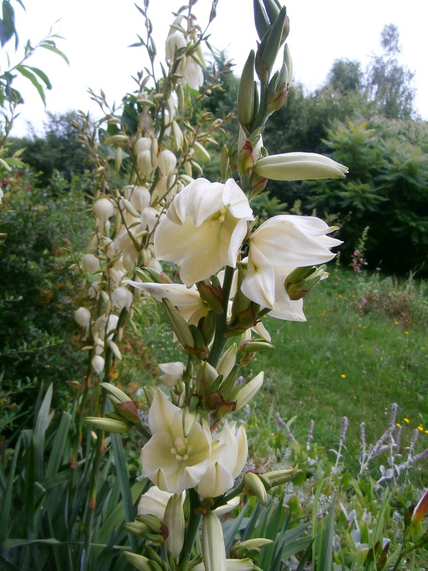 kwiatostan Juki ogrodowej ;)