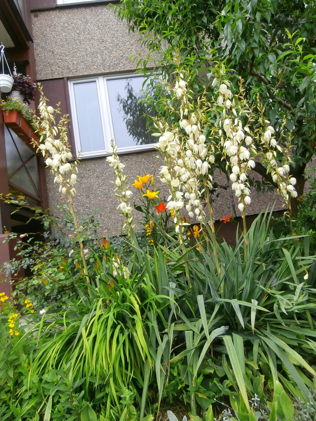 kwiatowy zakątek pod moim blokiem- Juki w roli głównej ;)