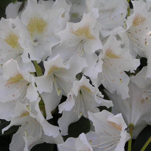 Kwiaty rhododendrona.