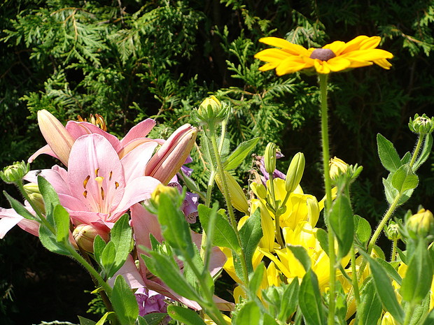 Lato w pełnej krasie