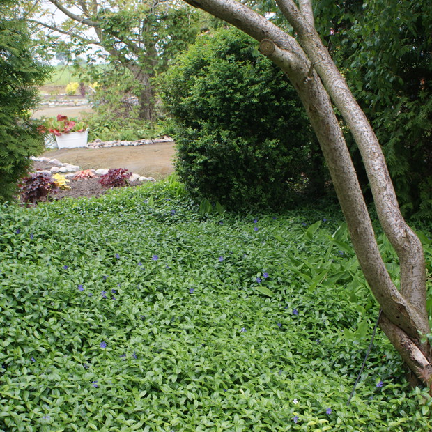 Leśny zakątek z barwinkiem, konwaliami i starym konarem sumaka octowca.