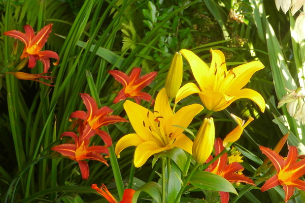 Lilie azjatyckie i Liliowce ;)
