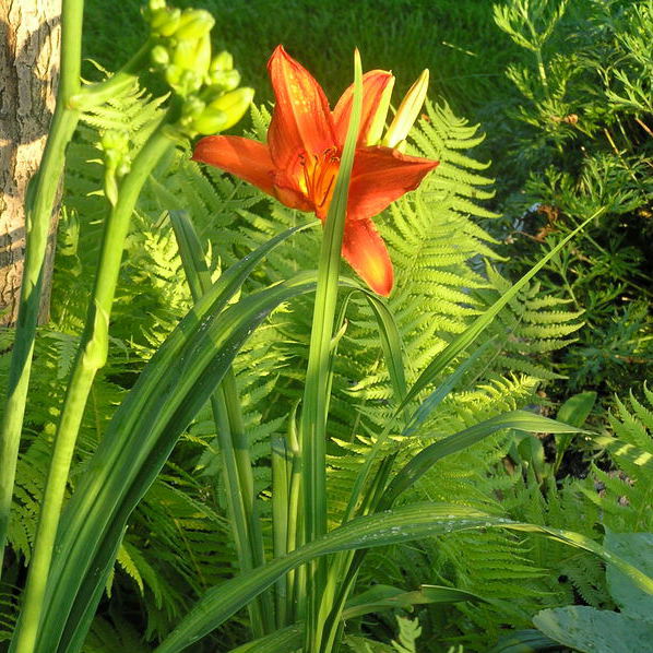 Liliowiec ogrodowy "Crimson Pirate" doskonale czuje się pod wierzbą .