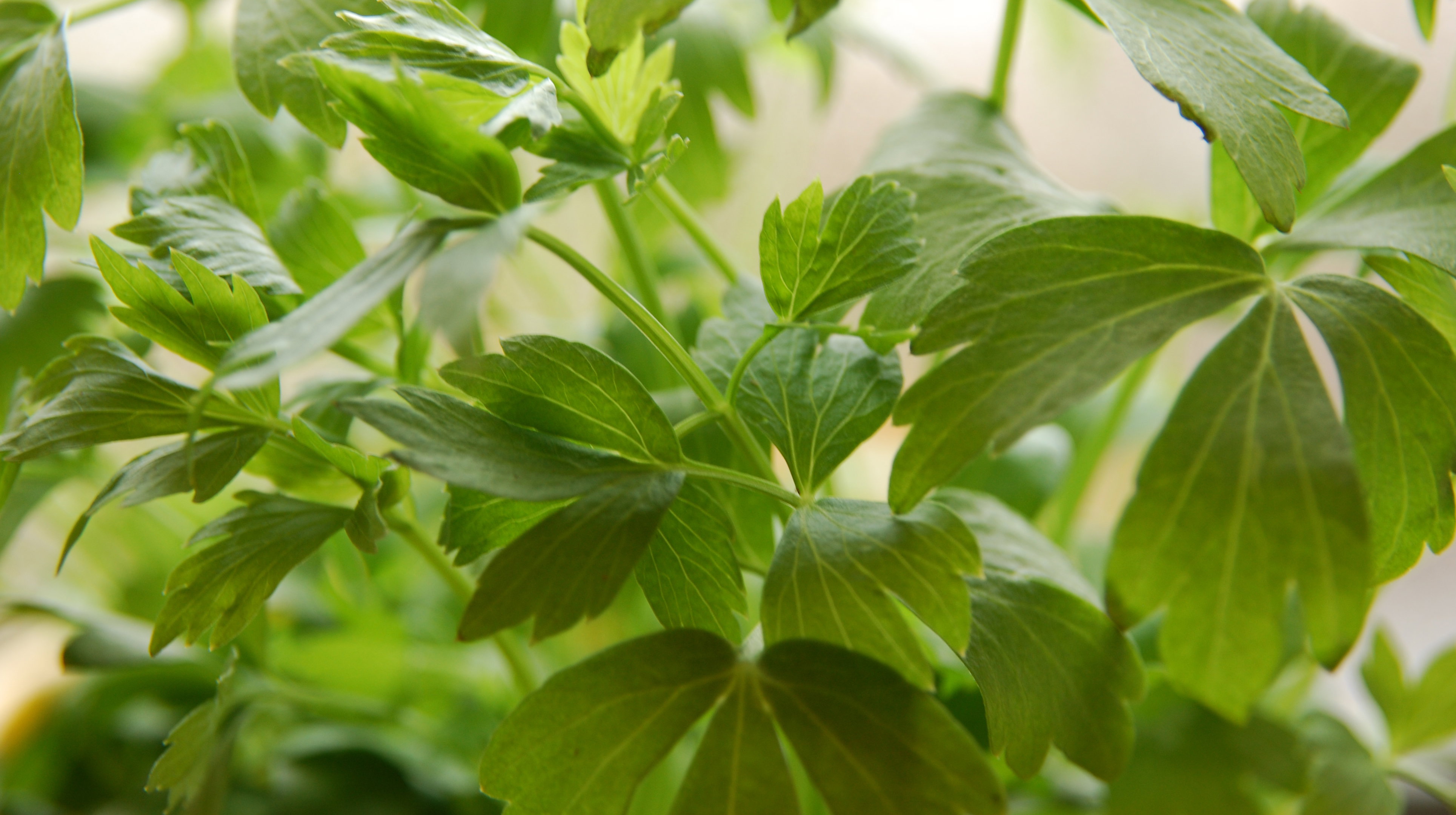 „Lubczyk jest ziołem wieloletnim. Może rosnąć w jednym miejscu nawet 8 lat, ale warto przesadzać go co 3 lata”, pisze Marta Woźna. 