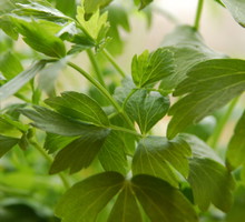 „Lubczyk jest ziołem wieloletnim. Może rosnąć w jednym miejscu nawet 8 lat, ale warto przesadzać go co 3 lata”, pisze Marta Woźna.