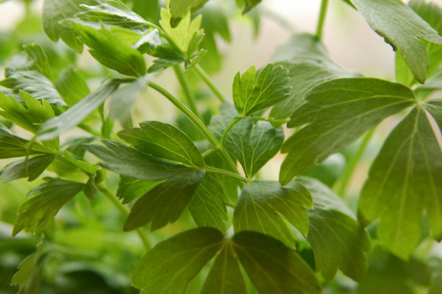 „Lubczyk jest ziołem wieloletnim. Może rosnąć w jednym miejscu nawet 8 lat, ale warto przesadzać go co 3 lata”, pisze Marta Woźna.