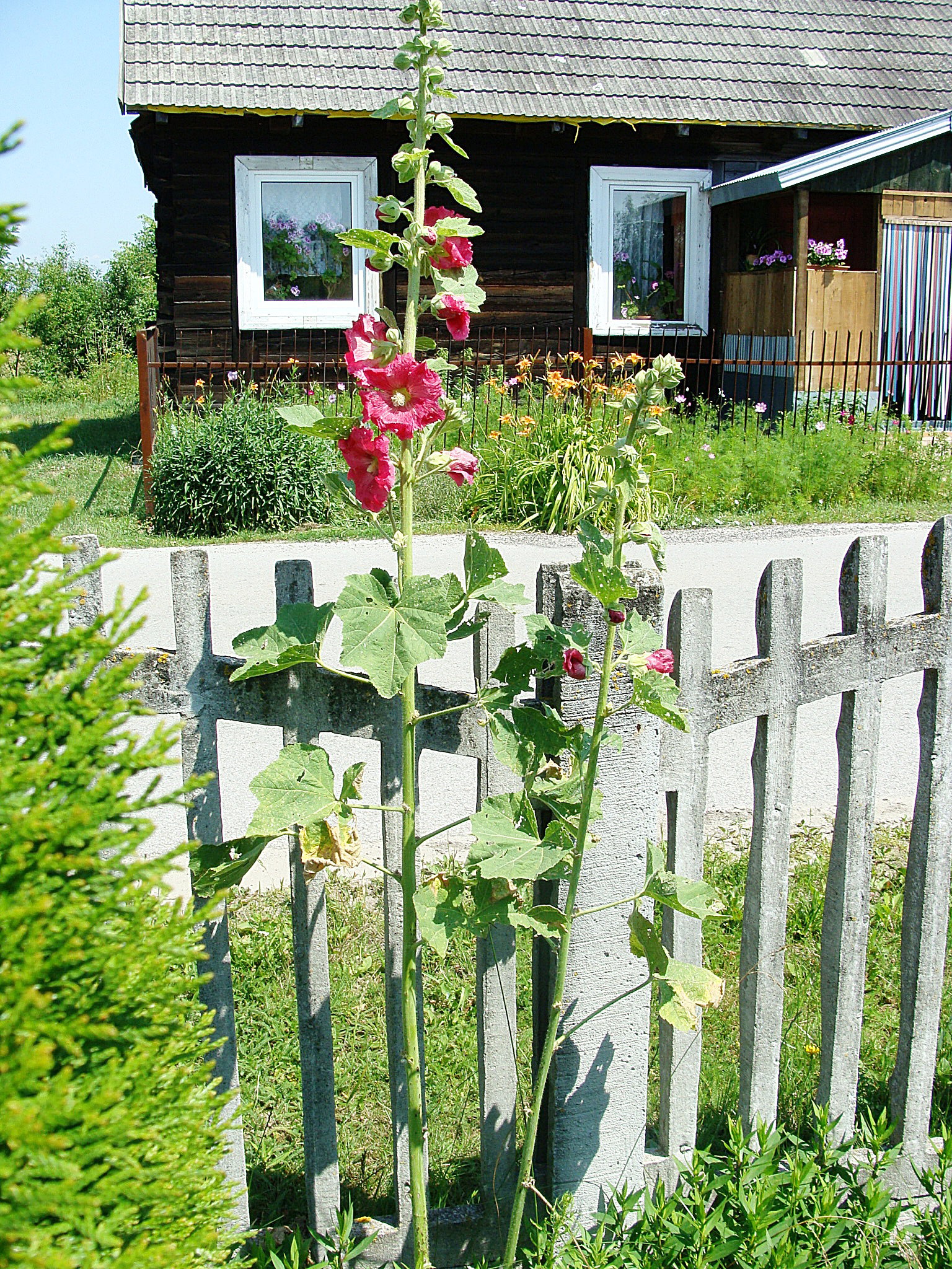 Malwa posadzona z sentymentu-idealnie wpasowała się w tło domku Babci