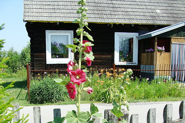 Malwa posadzona z sentymentu-idealnie wpasowała się w tło domku Babci