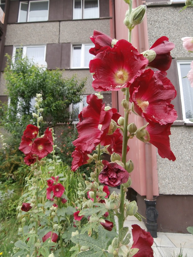 Malwy pod moim blokiem ;)