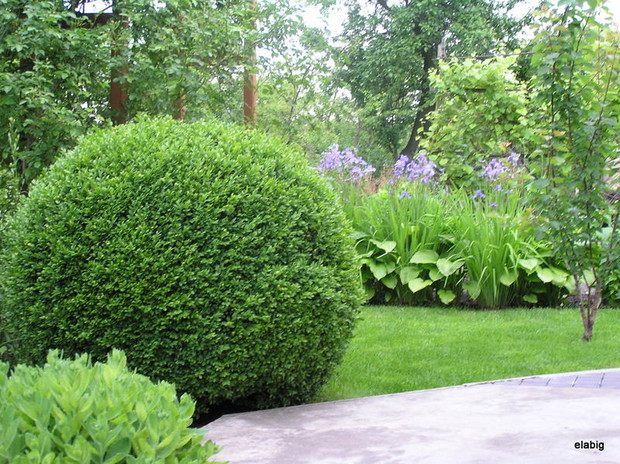 Metrowa kula bukszpanowa zamyka róg działki .