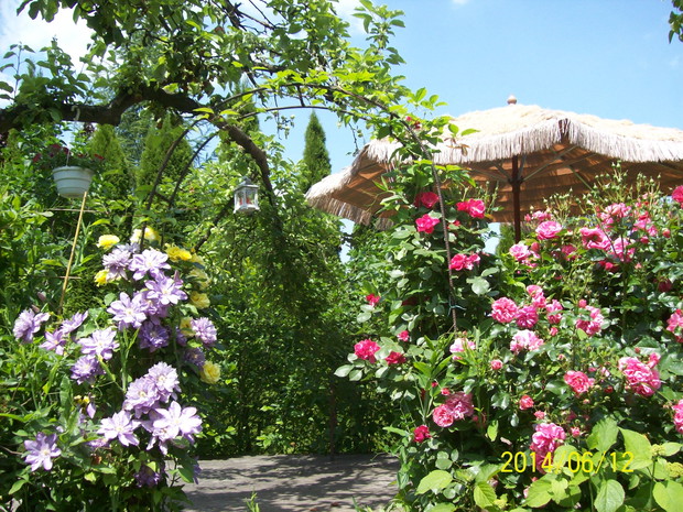 Miejsce spotkań. Różany Gaj.