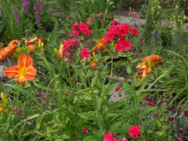 Mnóstwo kolorowych floksów i kolorowych liliowców 