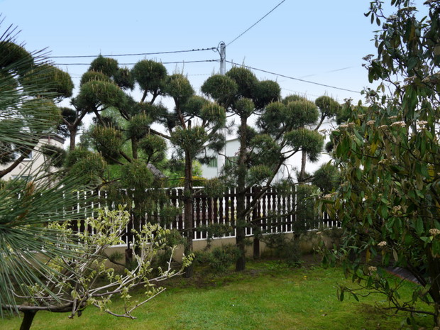 Modrzewie wycięte jak w ogrodach japońskich.