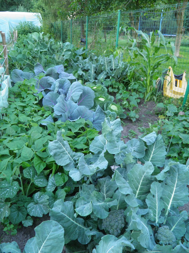 mój warzywniak - żadnych oprysków i sztucznych nawozów, 100% naturalny