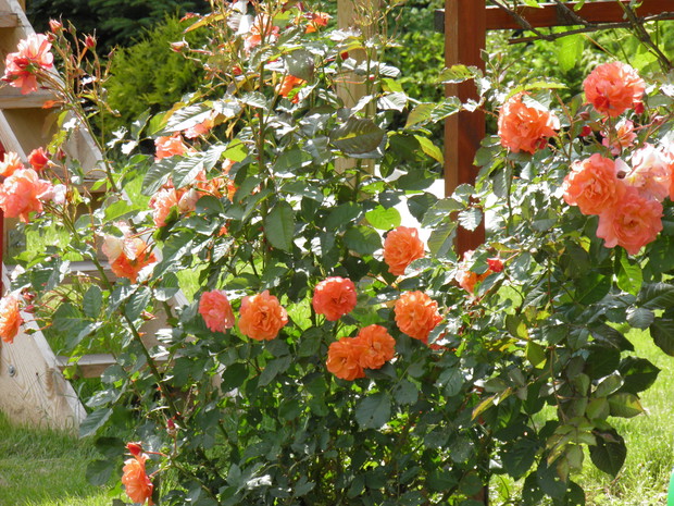 moja "marchewka" okazała