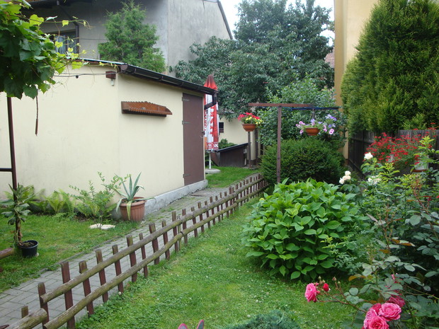 Na pierwszym planie Hortensja, która coś w tym z opóźnieniem kwitnie;) W tle drzewka aronii i wczesnej czereśni.