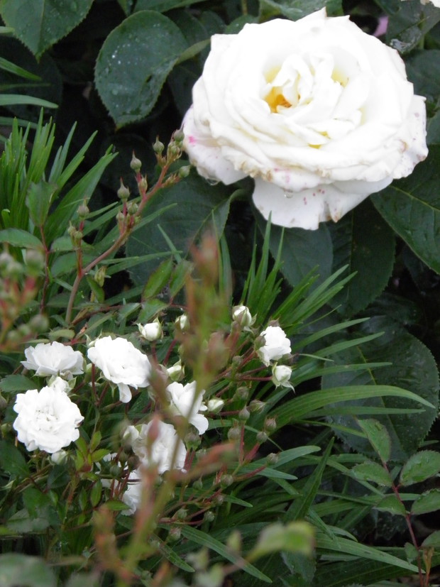 na pierwszym planie róża okrywowa, zakwitła w tym roku mnóstwem kwiatów