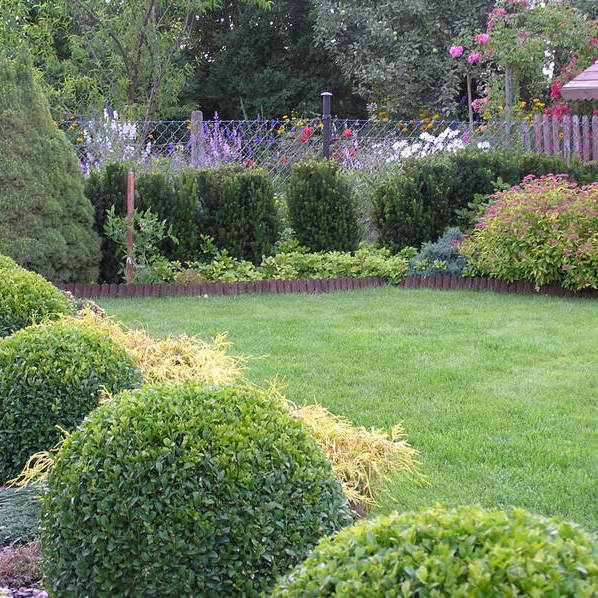 Na powitanie przy ścieżce prowadzącej do ogrodu kule z bukszpanu podsadzone jałowcami płożącymi w połączeniu z cyprysikami groszkowymi .