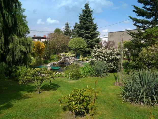 Największa część ogrodu.Z przodu widać niekwitnącą hortensję,jukę,forsycję, passiflorę, clematis oraz sosny i świerki.Jedną z najokazalszych jest jodła kalifornijska po prawej stronie.W centralnym punkcie znajduje się oczko wodne.