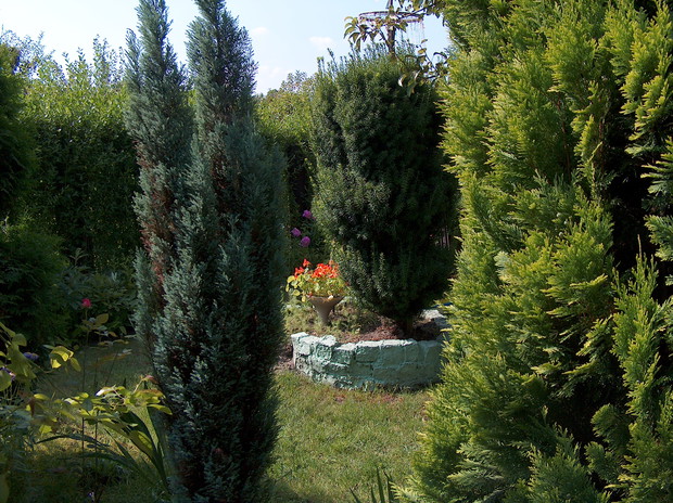 Nasturcja karłowa, iglaki.