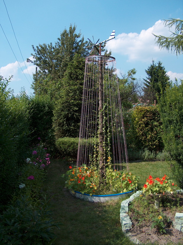Nasturcja wysoka. Wiatrak ogrodowy własnego pomysłu i wykonania.