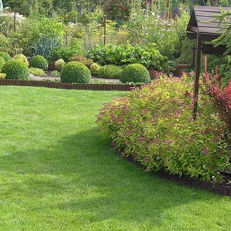 Nasz piękny, zadbany trawnik a w tle przycięte kule bukszpanowe.