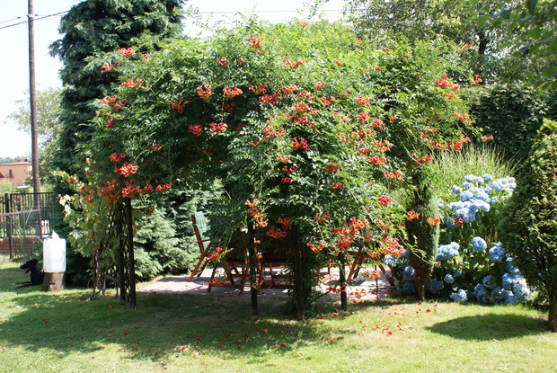 Nasz pies Barni też uwielbia wypoczynek w ogrodzie. 